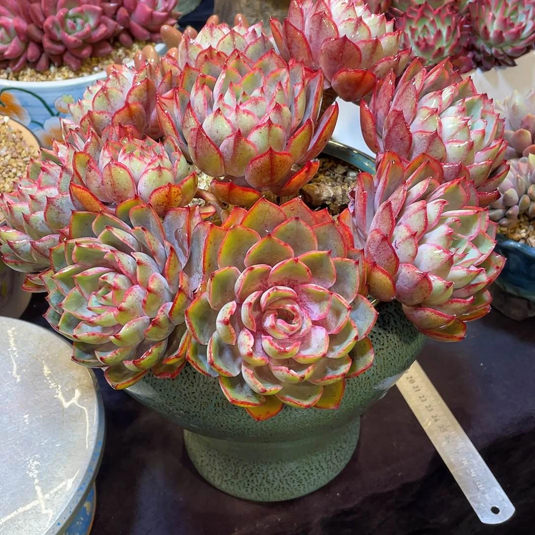 多肉植物带盆物流