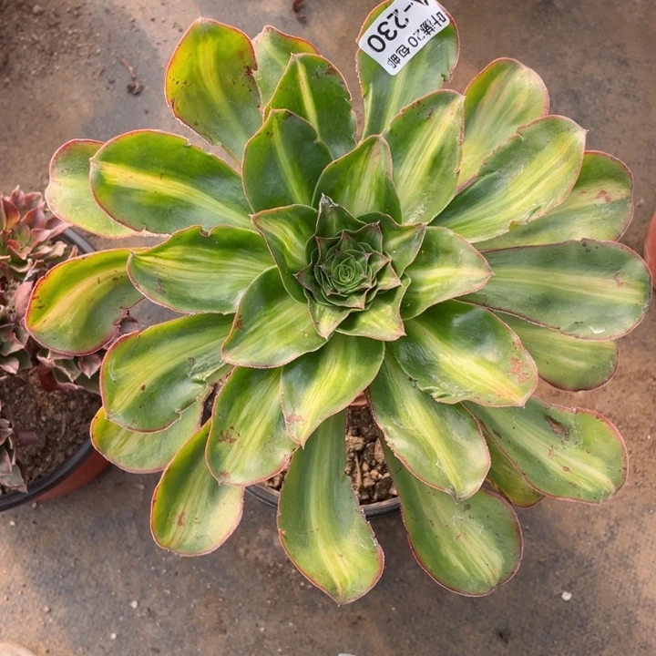 230艳资中班多肉12344788