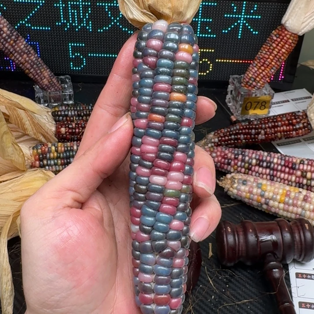 柏香籽/百香籽吊坠?*合