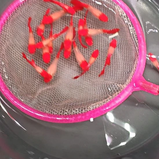 孔雀鱼鸿运当头  3只包邮  尺寸2.5/3