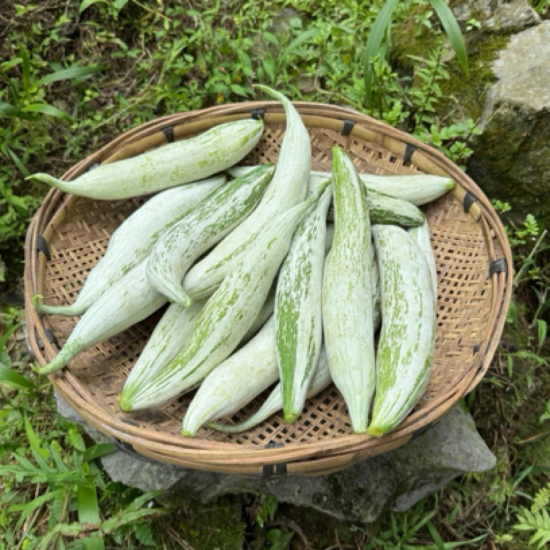 广西农家大山里的蛇瓜 新鲜现摘 泡沫箱加冰袋保鲜 顺丰包邮