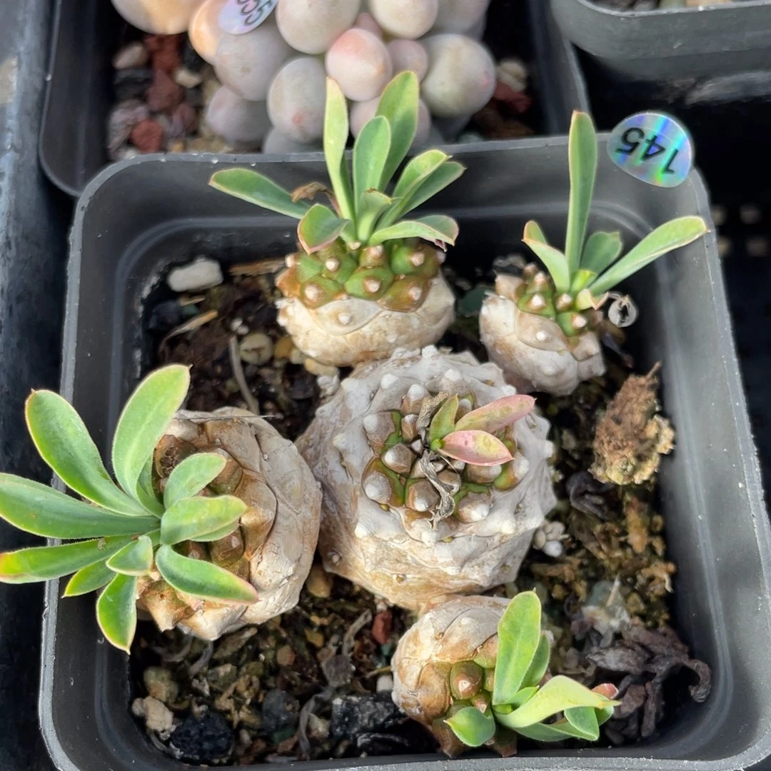 大菠萝多肉植物多肉