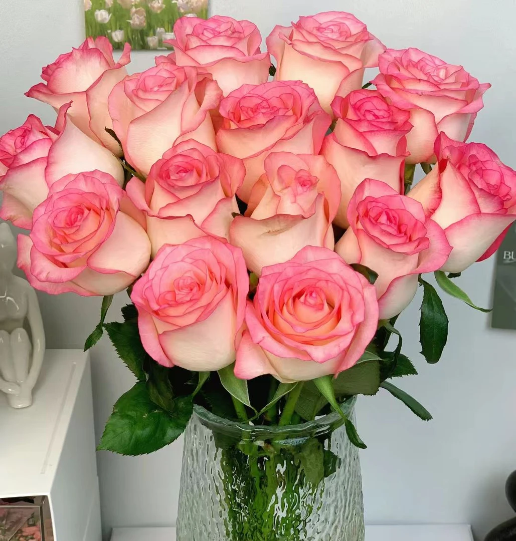 云南直发基地艾莎单头 玫瑰鲜切花 全场任意两单顺丰/京东