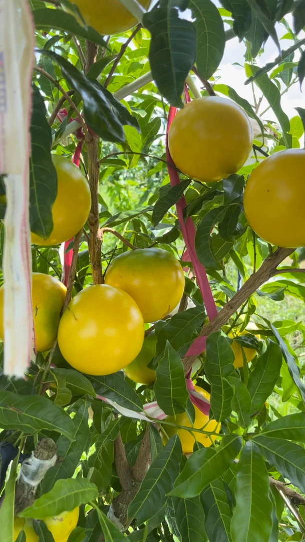 直播间绿植一物一拍【不支持直接下单】