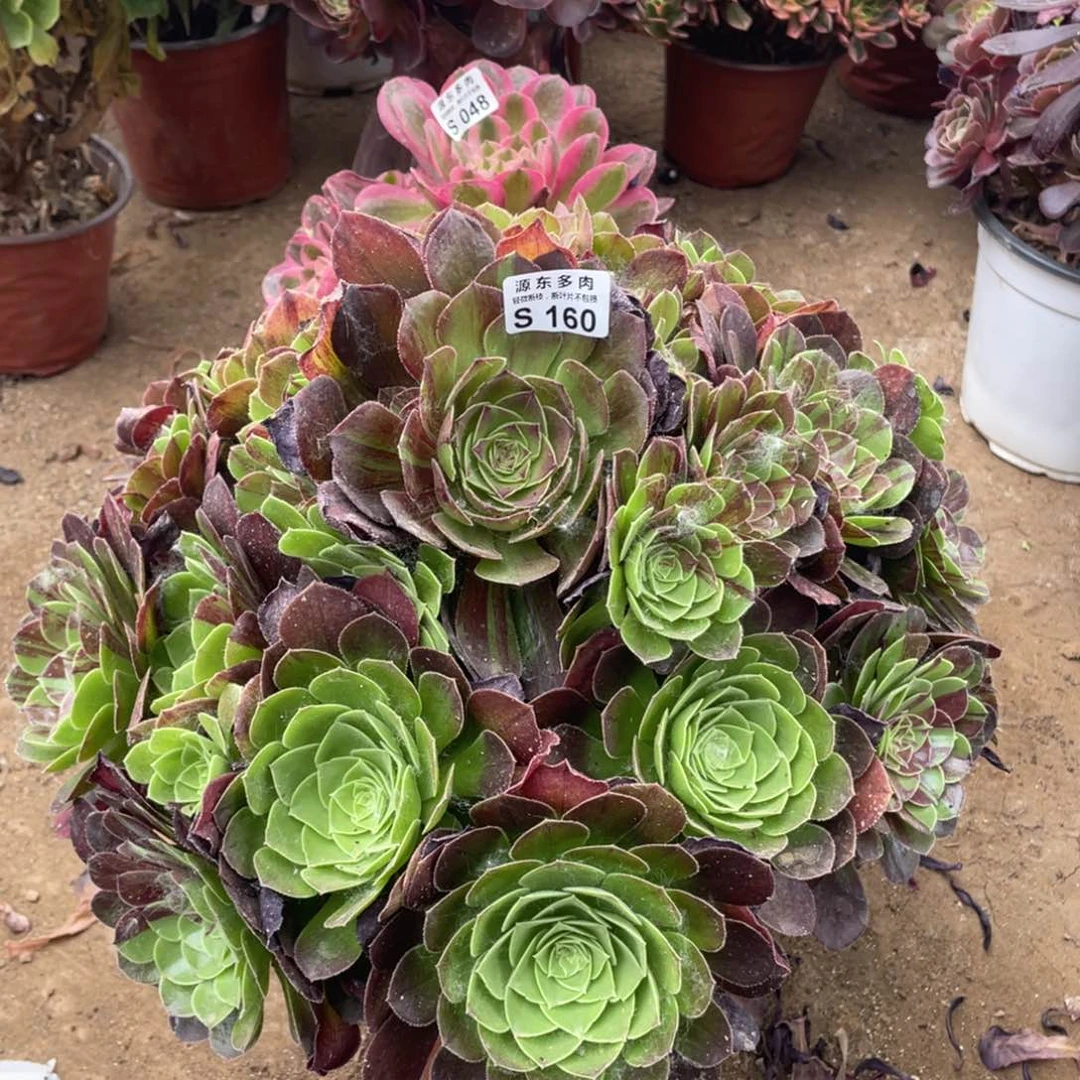 160花月夜多肉法师断枝不包