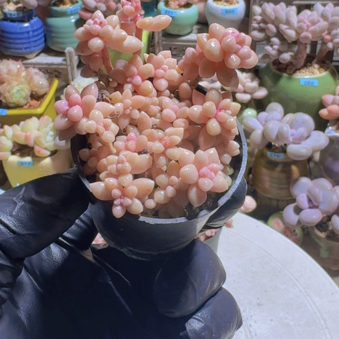 丸叶姬秋丽多肉植物6.8