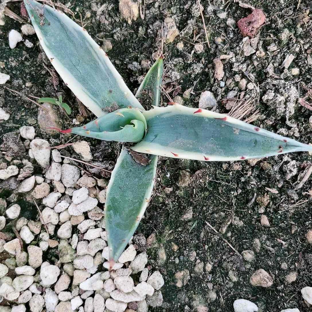 p***e赖光白锦小小苗龙舌兰