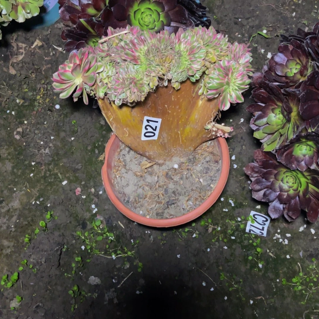 倾城法师16/-7包邮瑕疵