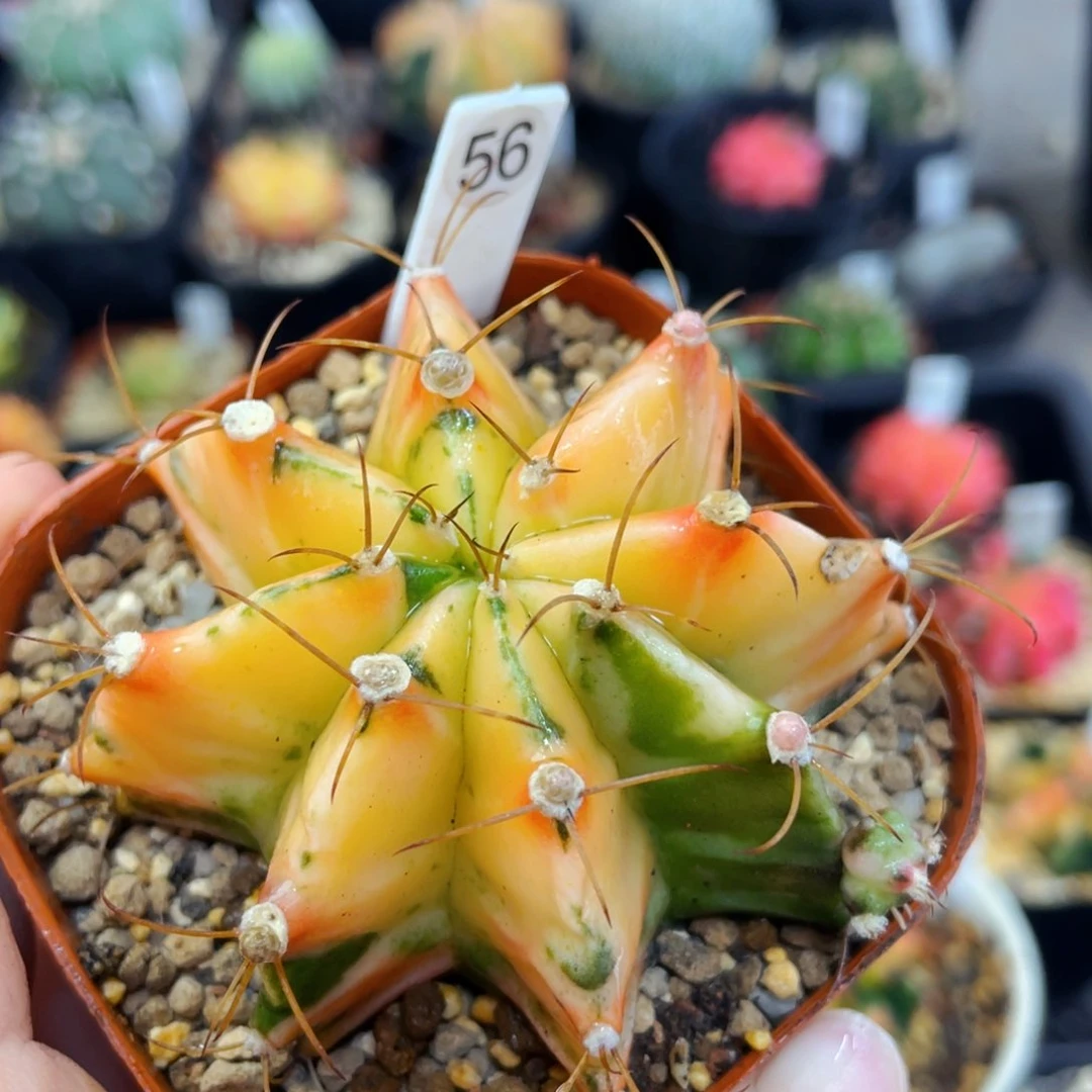 瑕疵盆5公分满25包邮裸根发货