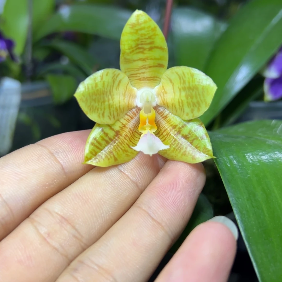 完全开放l007三寸ys1149