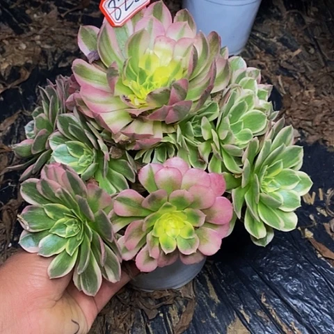 玉芙蓉老桩捧花法师822号