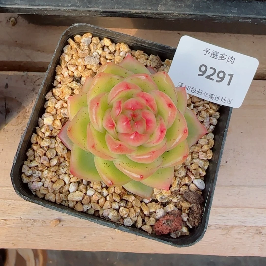 二***面水晶珍妮锦，9291多肉植物