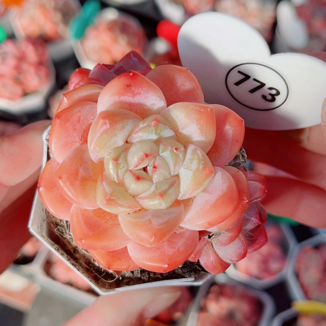 773号小老桩糖心群