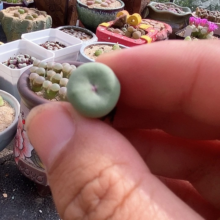 小红嘴ts427一颗