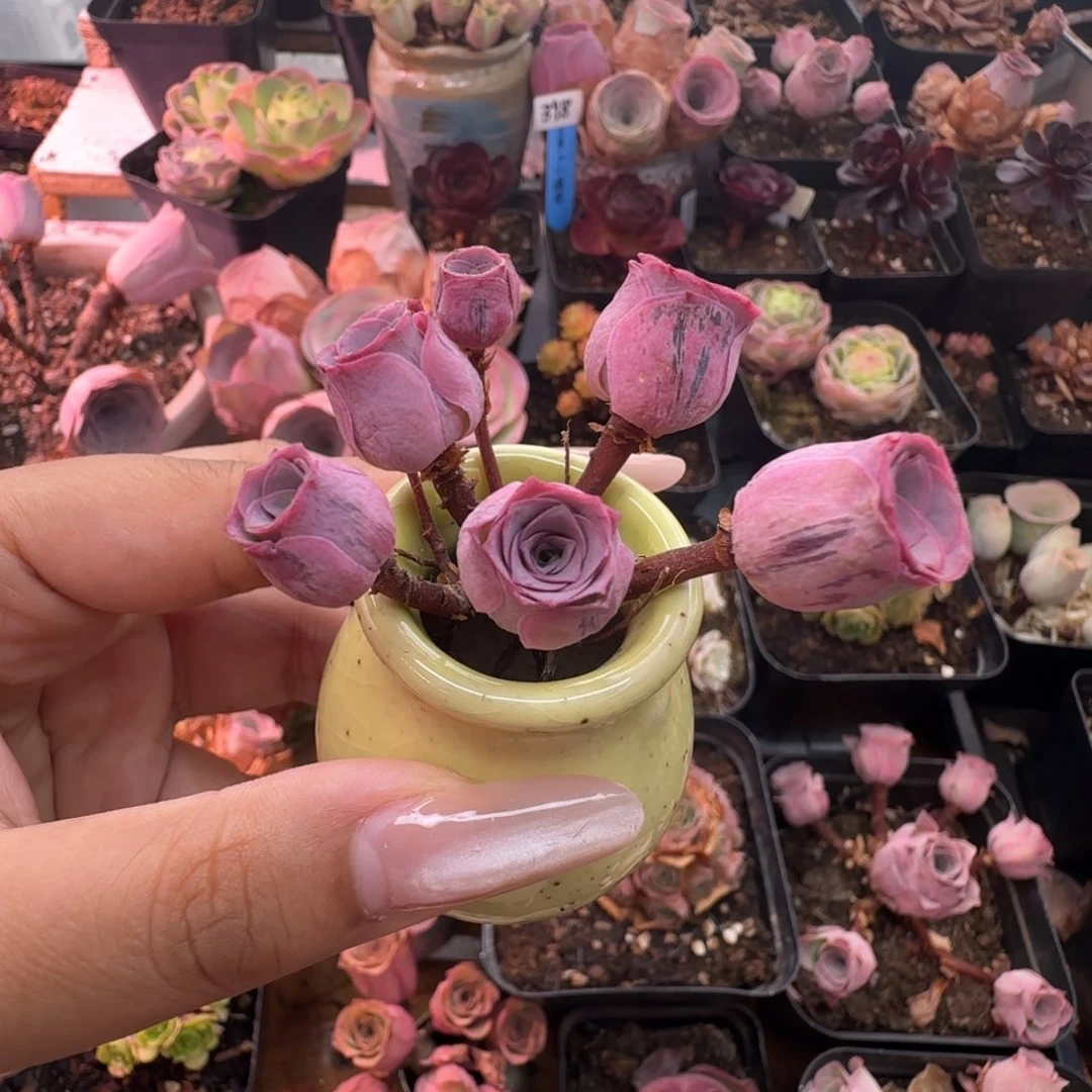 ****L470半城玫瑰云容不含盆土