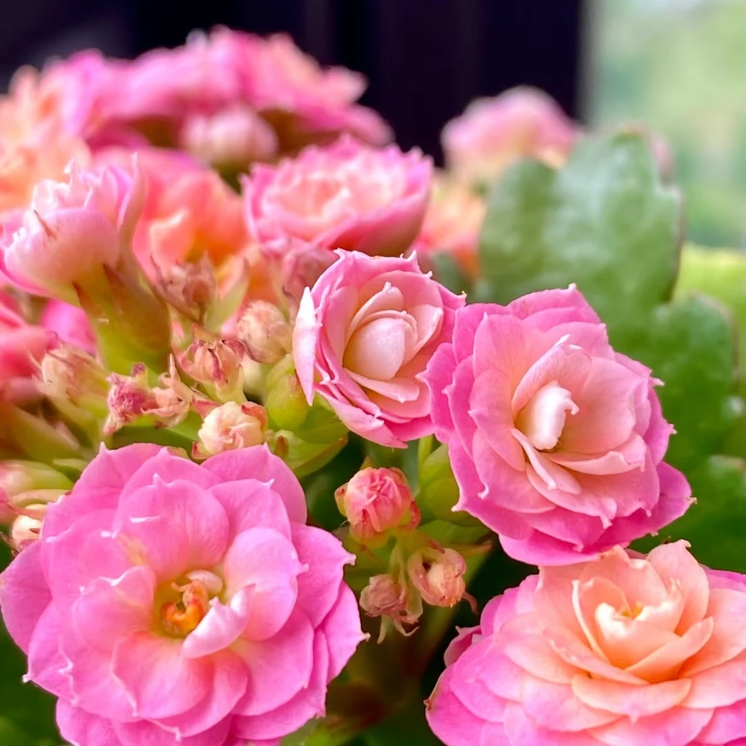 【劳瑞拉】110盆长寿花