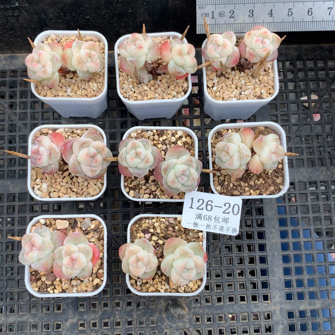 雪*花20。八颗。送一颗。脱土发货。