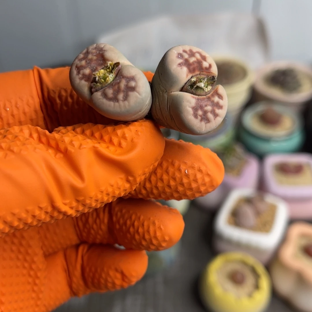 多肉植物一物一拍21