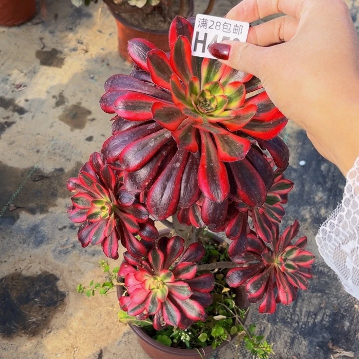 450多肉植物一物一拍