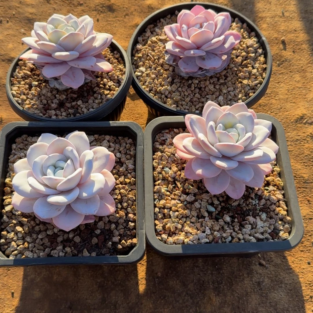 淡***色无花朵肉肉肉肉肉肉肉肉肉肉