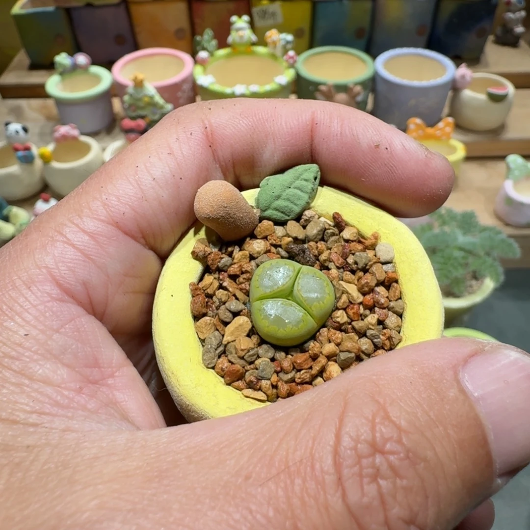 Z***z蘑菇1045黄巴厘净单花