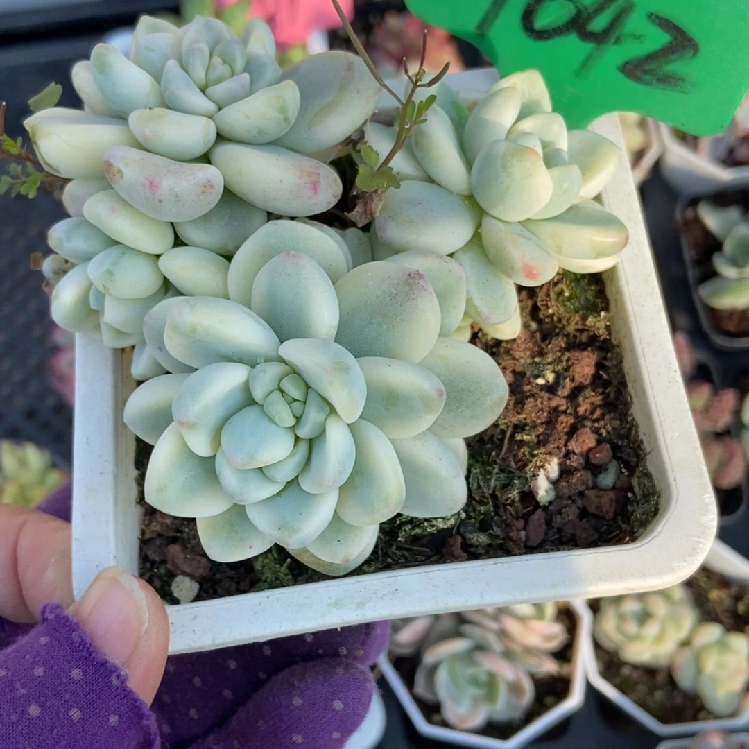 1042劳尔锦多肉植物