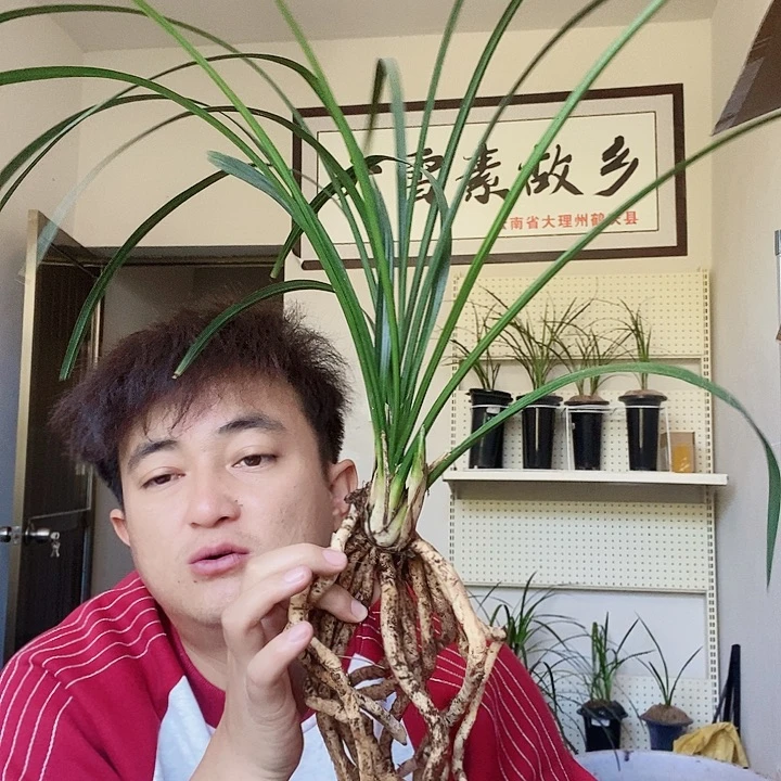 大部分花苞少量开放