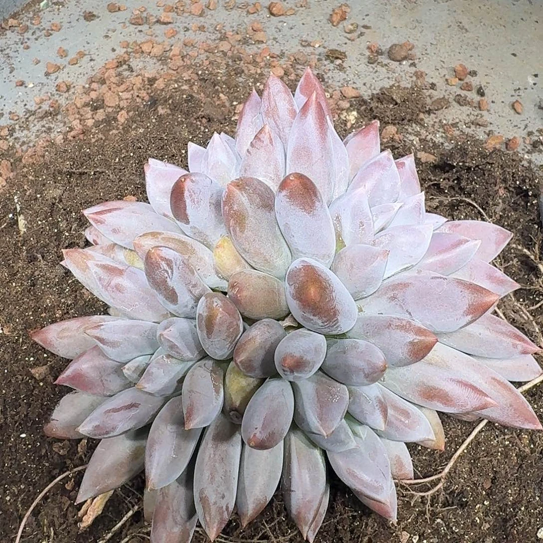 *****小雪哥特多肉植物发货