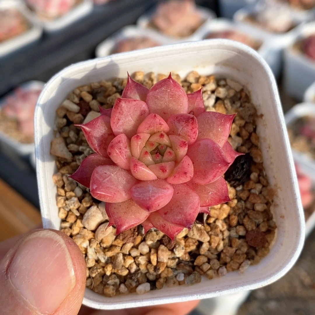 精品多肉一物一拍160