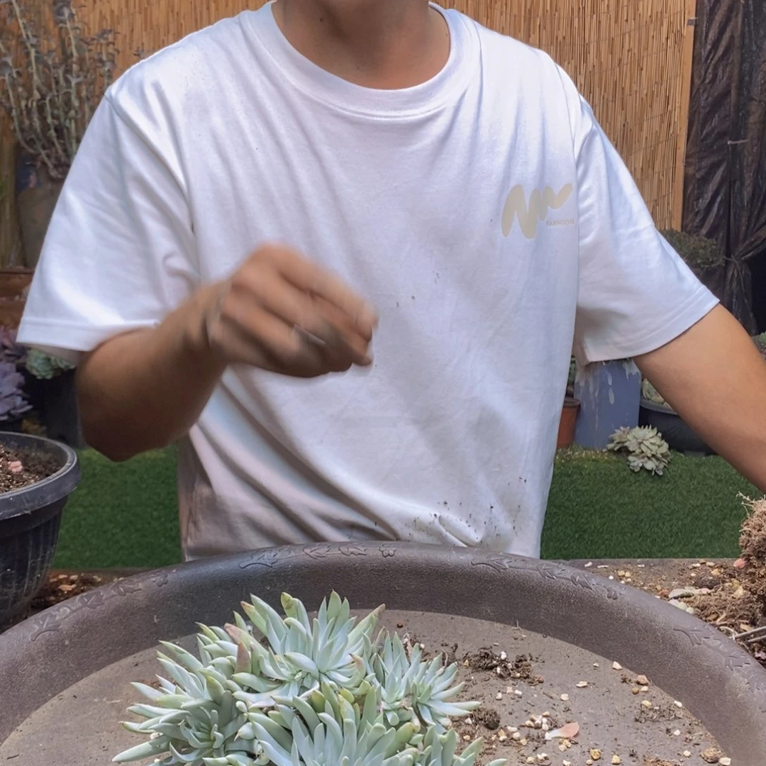 源*C89号奴婢吉娜多肉