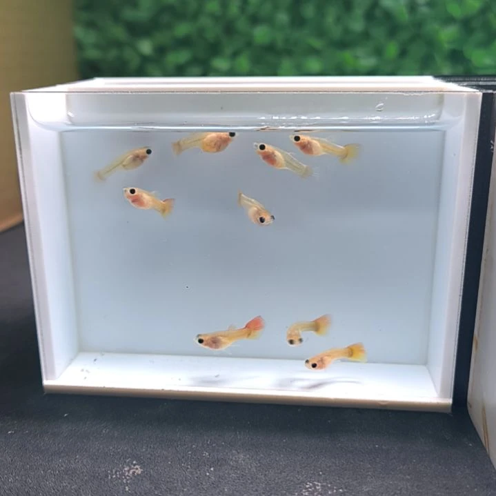 孔雀鱼皇家落日玻璃猫苗子8条。