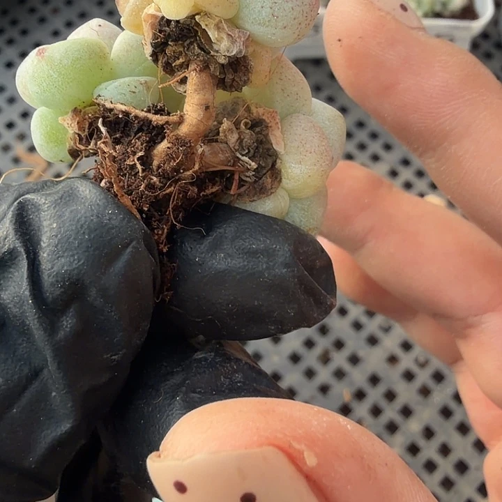 38 号到手1框江一中物一拍