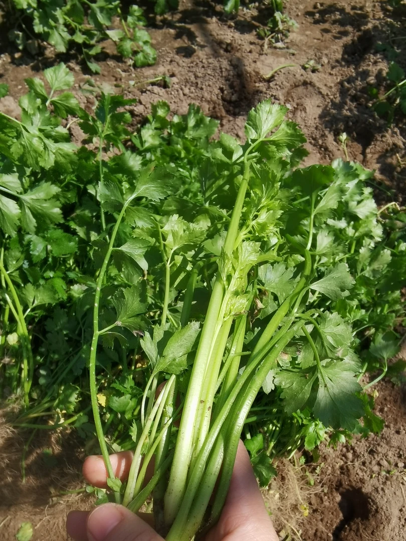 湖南农家新鲜绿色芹菜带根发货攸县本地空心芹 小香芹传统美味