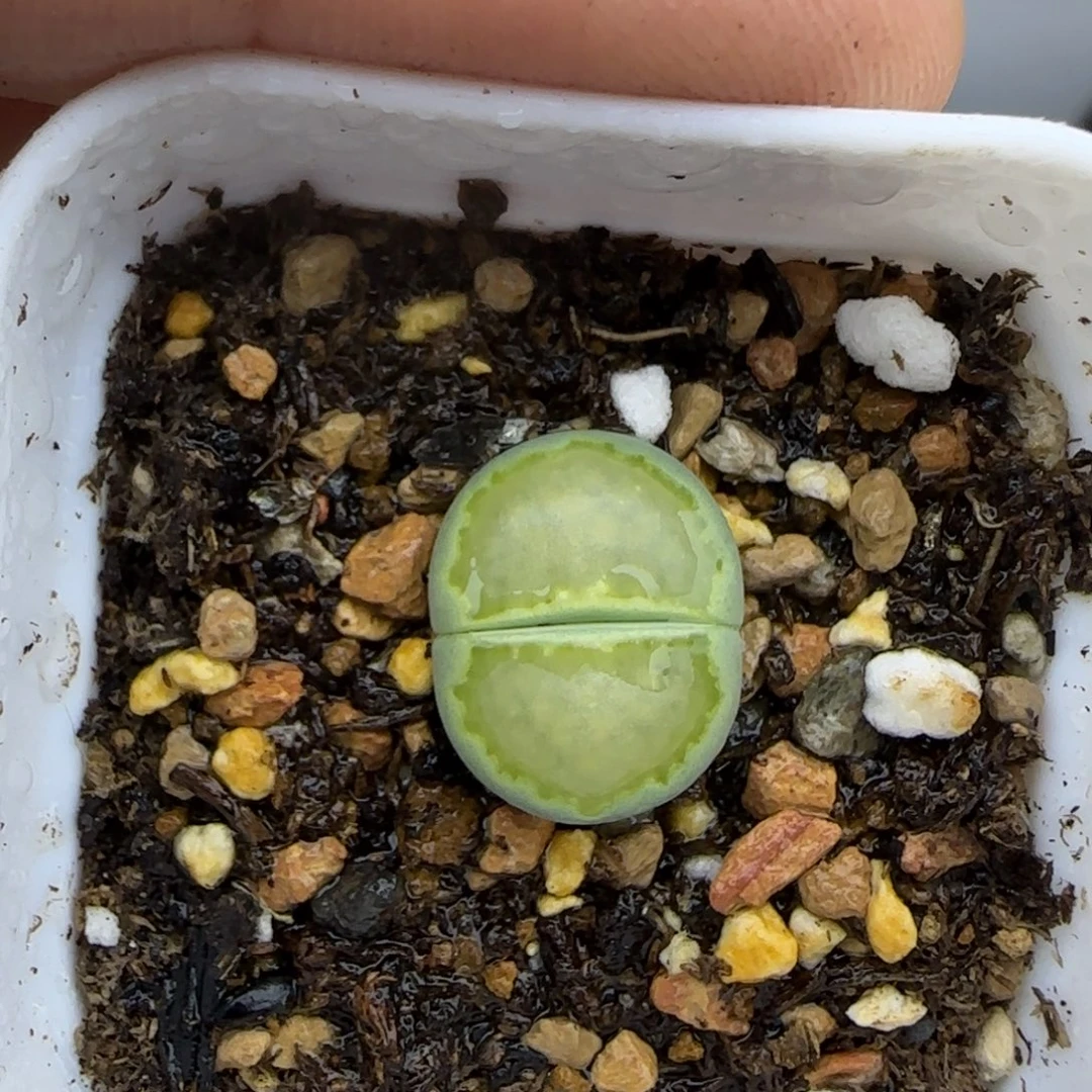 128全净窗清框福利30包邮