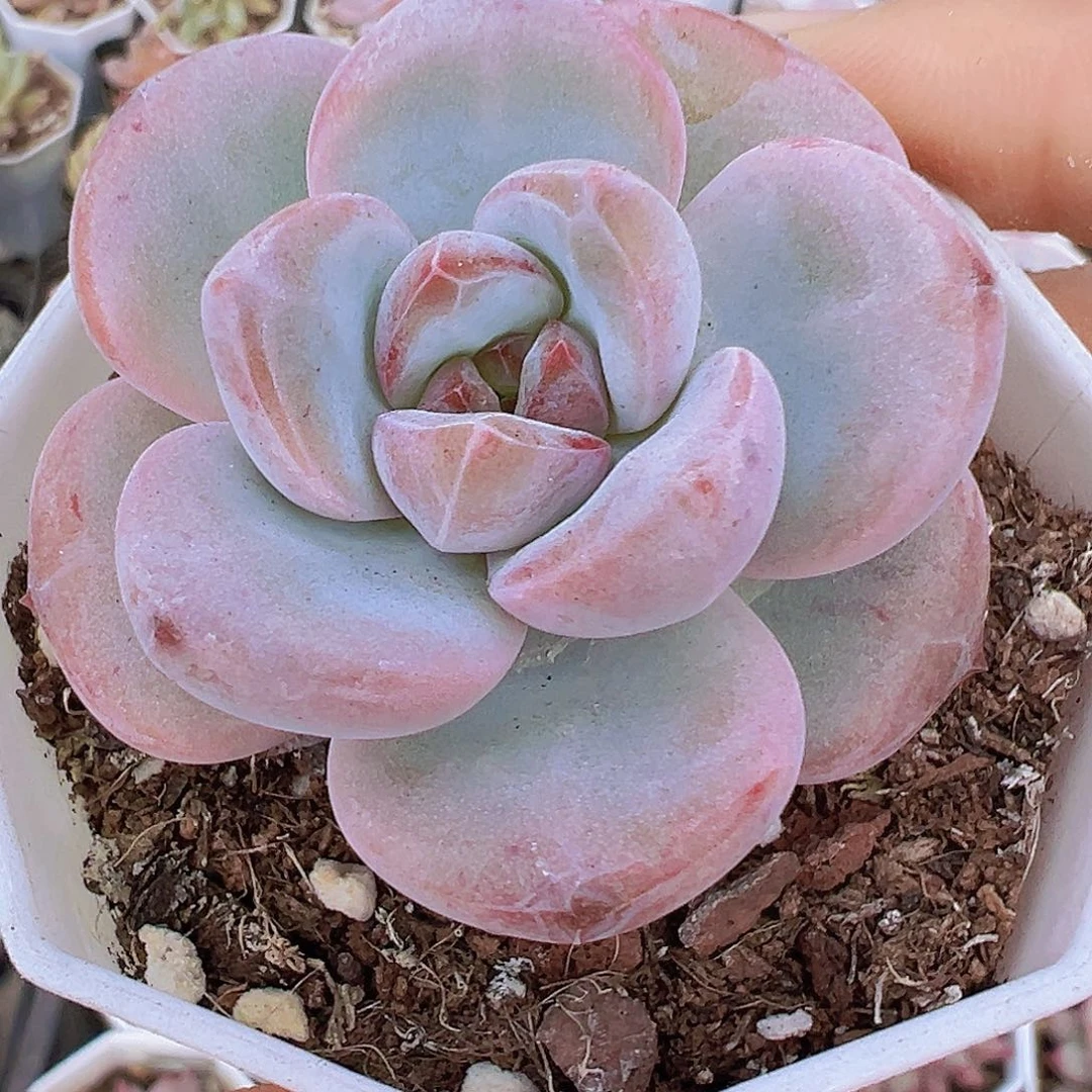 漫漫雪19包邮多肉植物