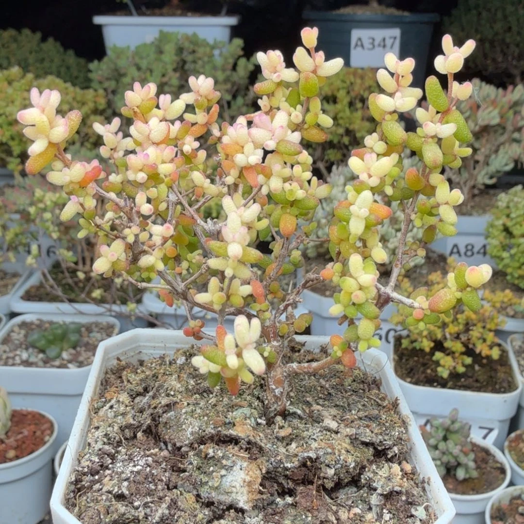 A418糖球3号锦枝干