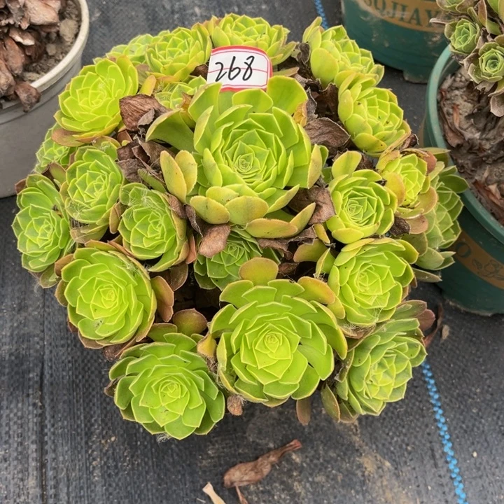 268雨荷多肉植物法师
