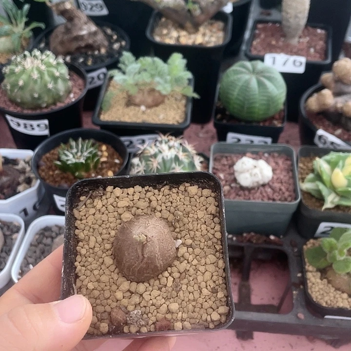 191龟甲龙块根植物