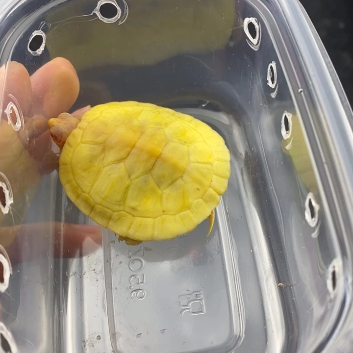 巴西彩龟母66666666