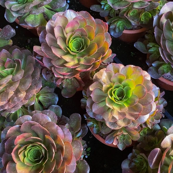 美金玫瑰一颗多肉植物