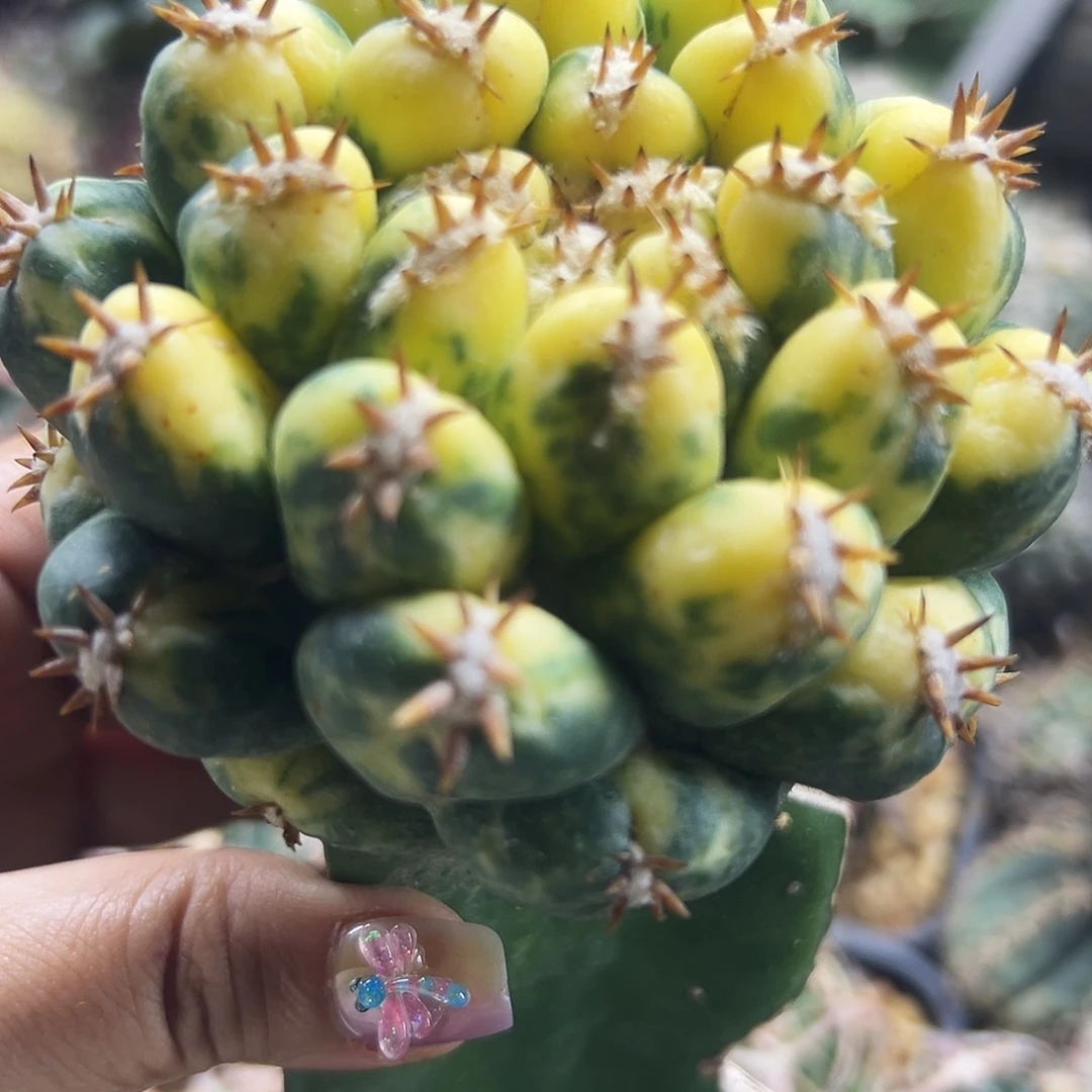 象牙锦仙人球6666666