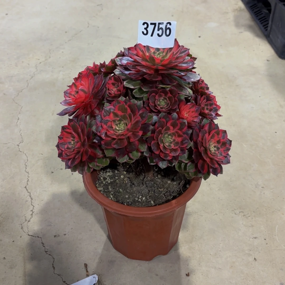 无花朵3756黑魔锦1111111