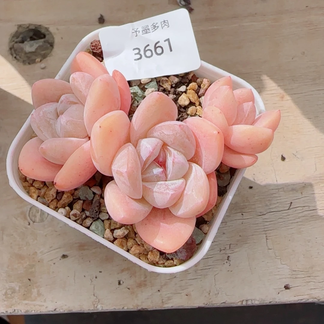 冰玉无砍，3661多肉植物