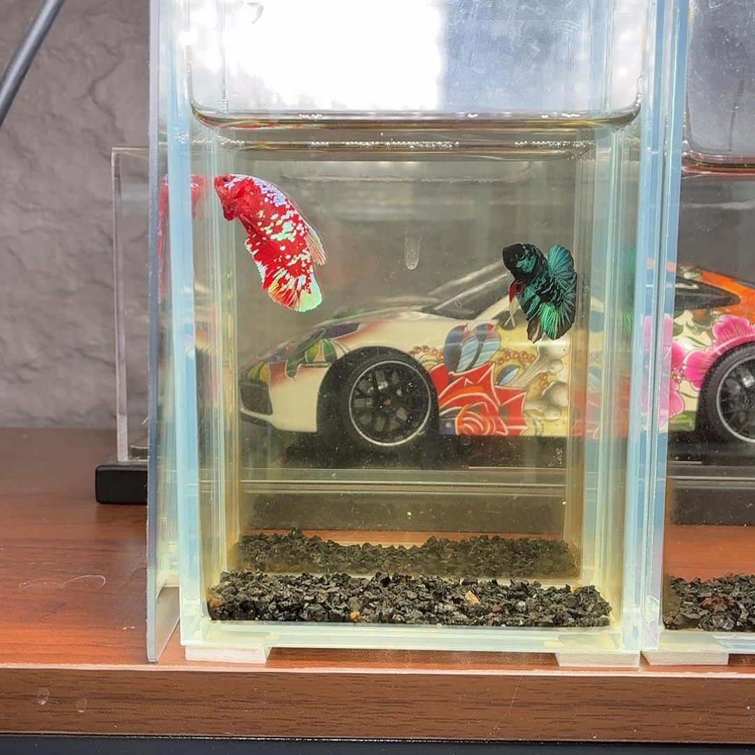 斗鱼彩金将军母鱼