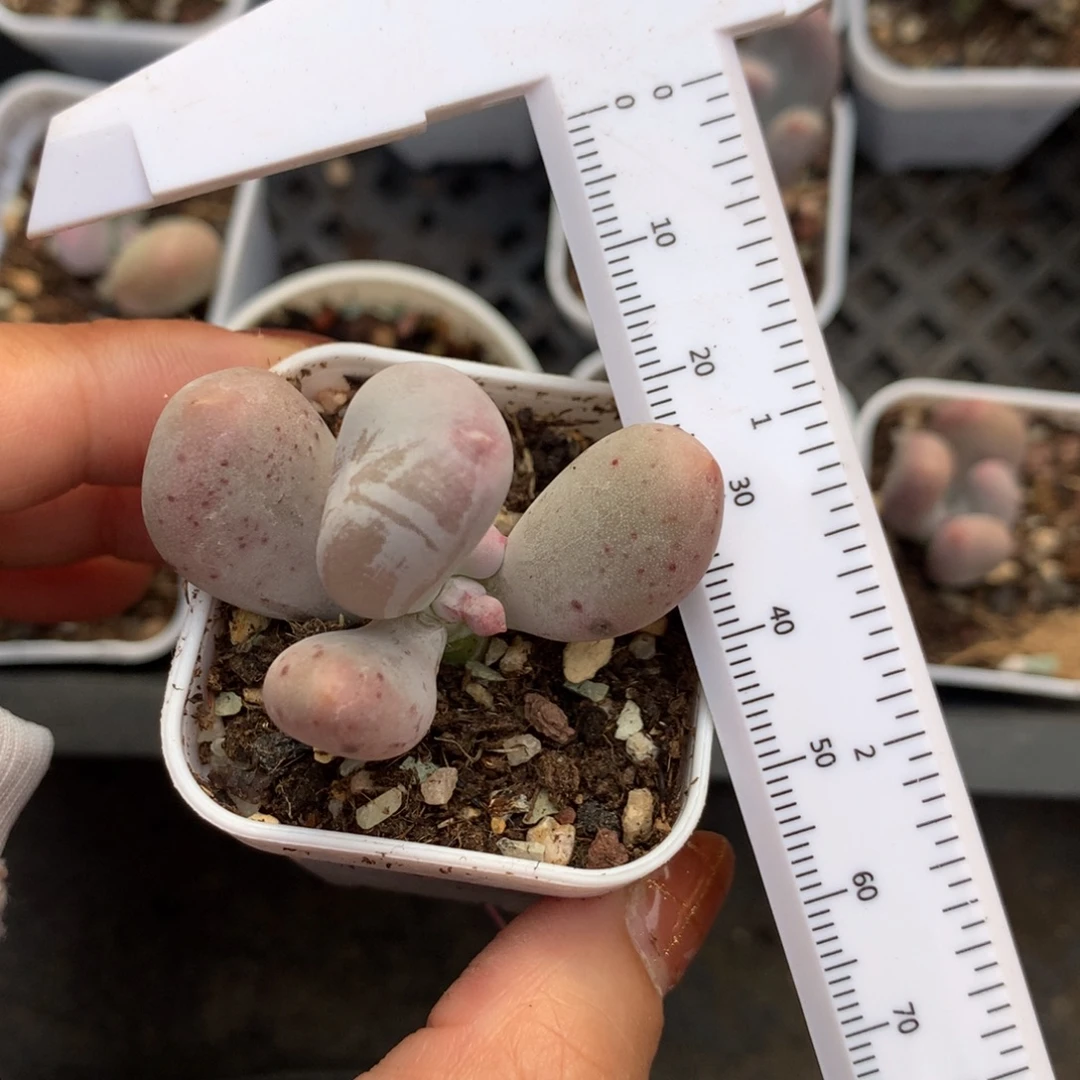 米可奶侧芽 不满28发到付，发一片叶，~