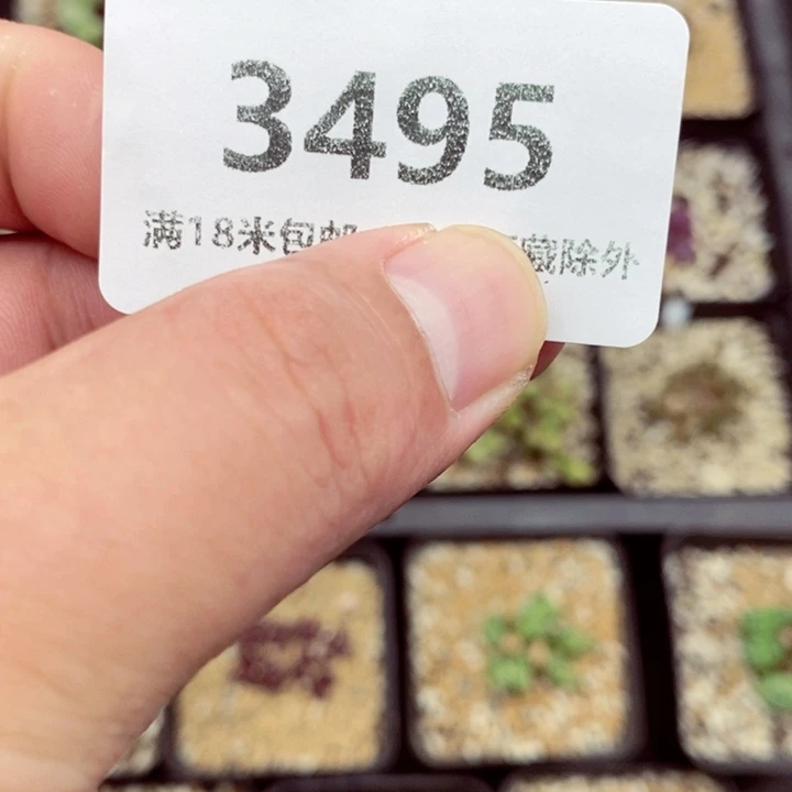 大***꒱3495。
