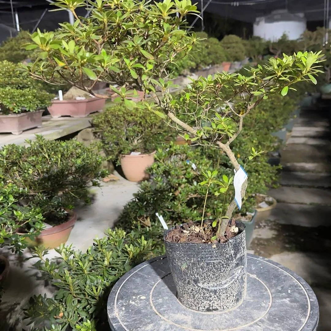 无花朵若惠有花朵