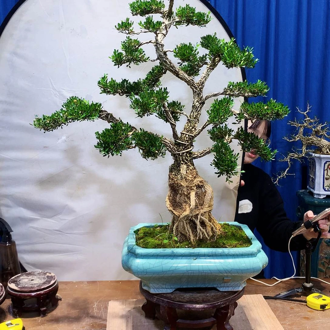 黄杨盆景一物一拍高****戒