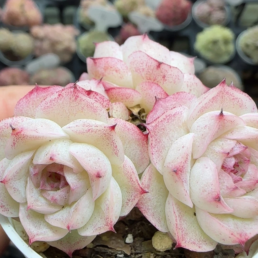 花语逸境0221-715