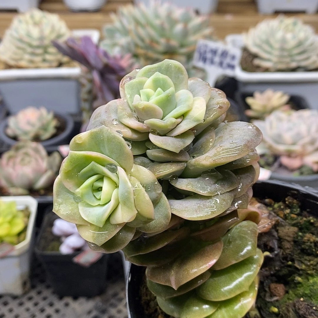 20121 可爱玫瑰花脸锦双头